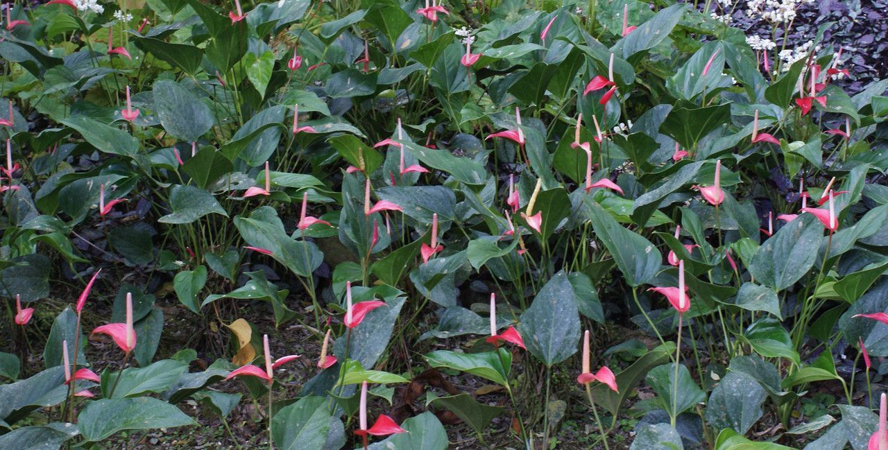 Anthurium Assorted