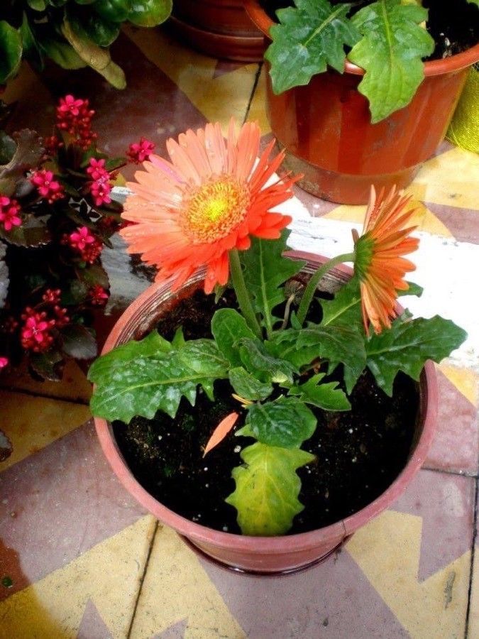 Gerbera Assorted Lei Strands /Foot