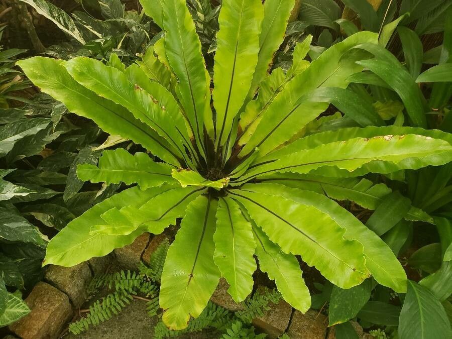 Birds Nest Fern