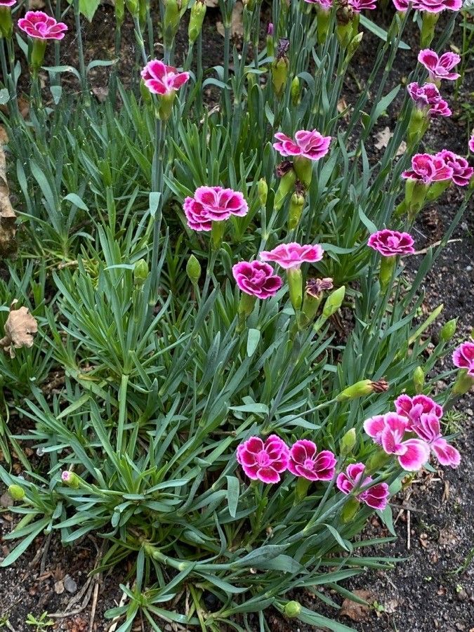 Pineapplep Ink Medium Sweet William