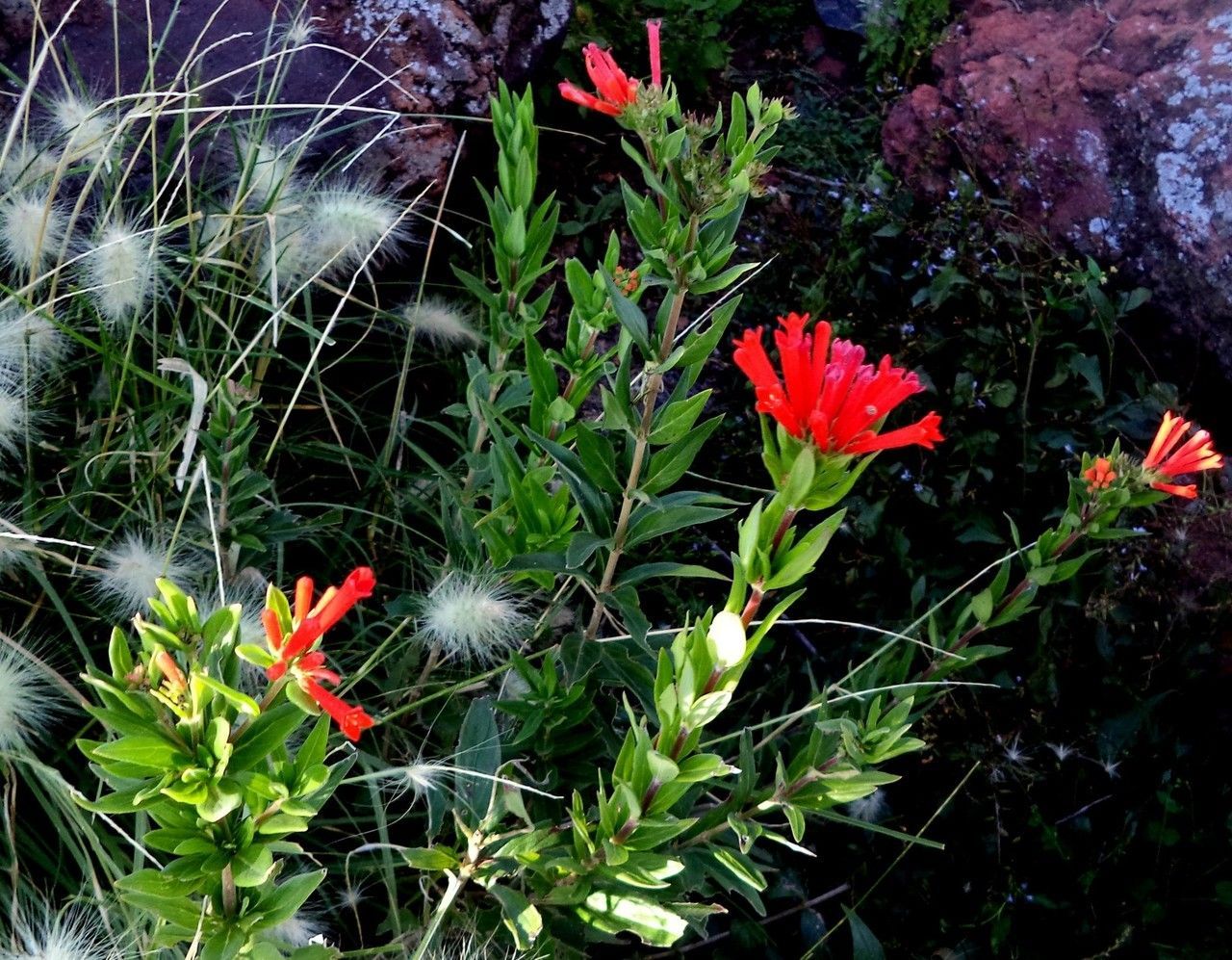 Bouvardia (Bouvardia Salisb.) - Flower - Available year-round