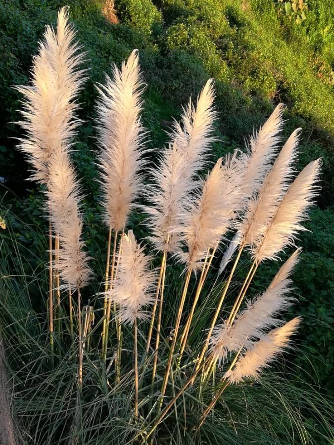 Pampas Grass