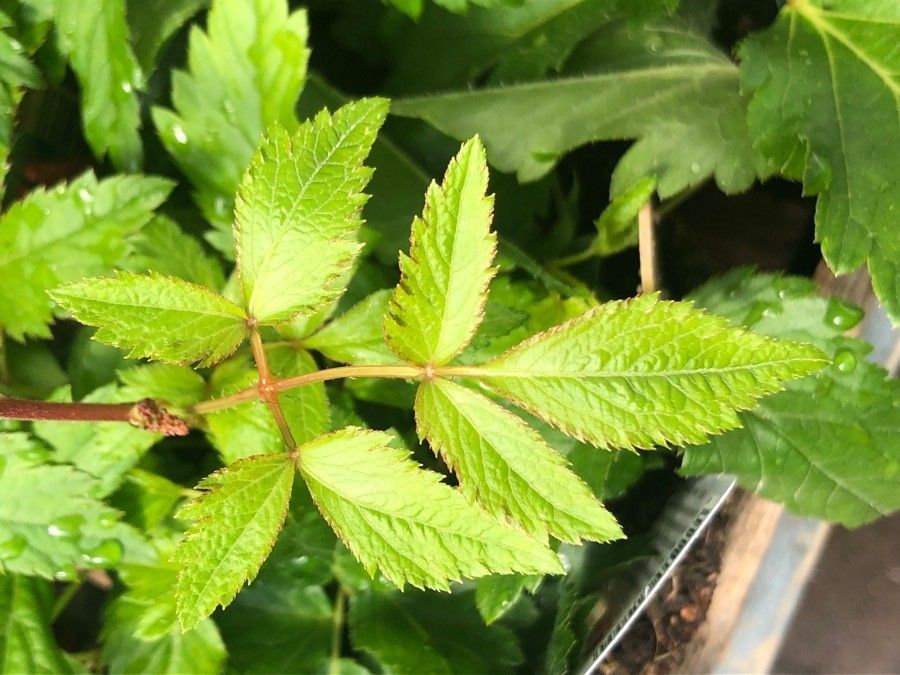 Astilbe Curcuma