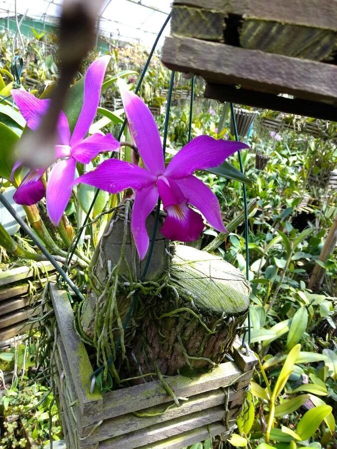 Cattleya Orchid