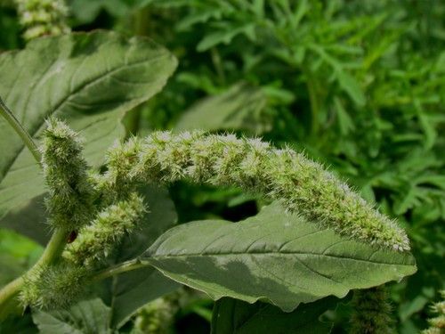 Amaranthus (Amaranthus) - Flower - Seasonal availability (11 months)