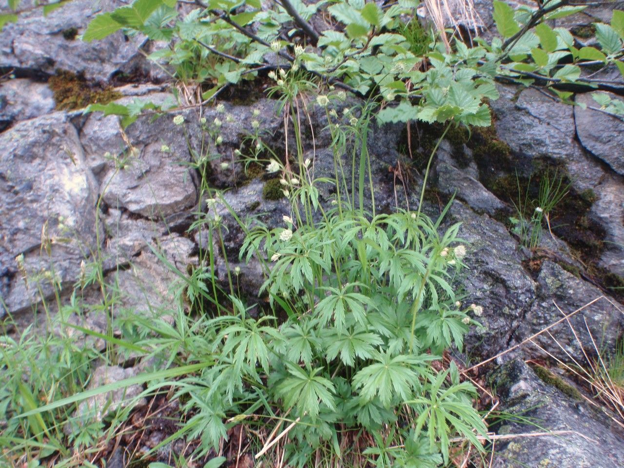 Astrantia (Astrantia L.) - Flower - Available year-round