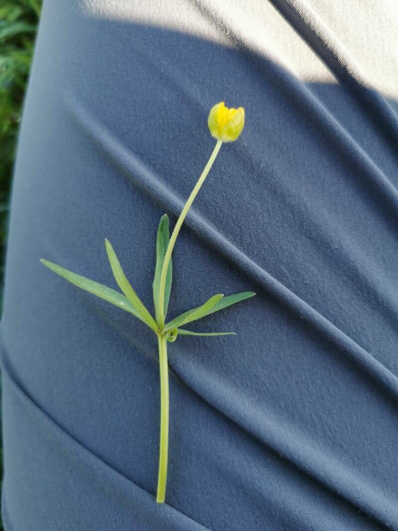 Ranunculus, “Butterfly”