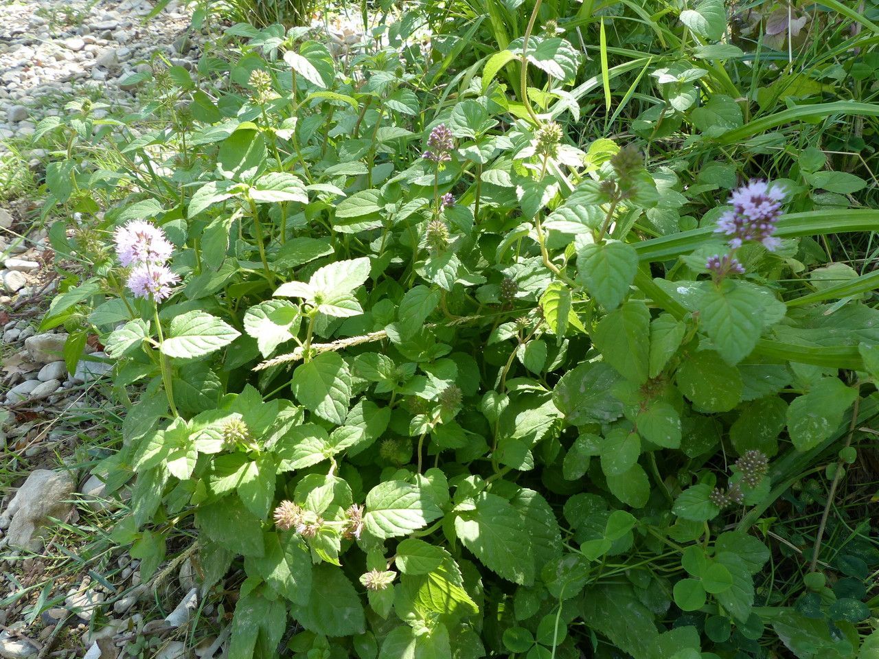 Herbs Assorted Mint
