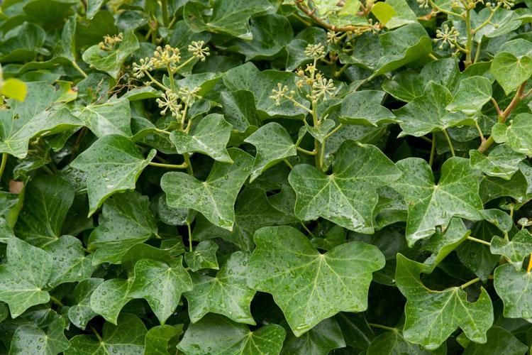 Flannel Flower Ivy Tree Or