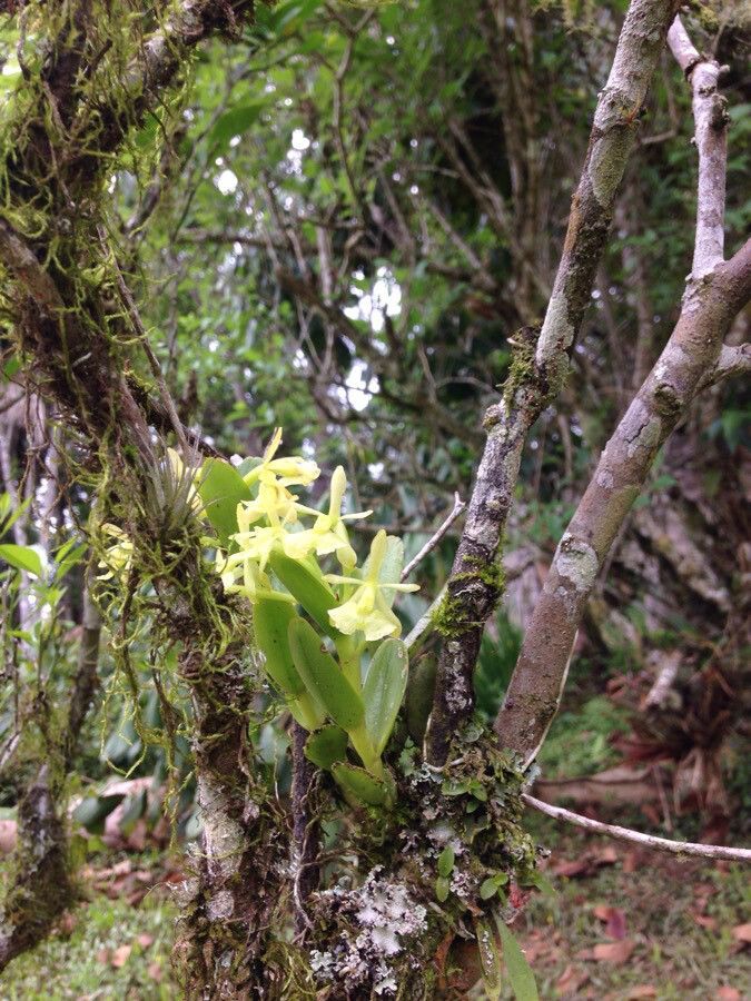 Epidendrum