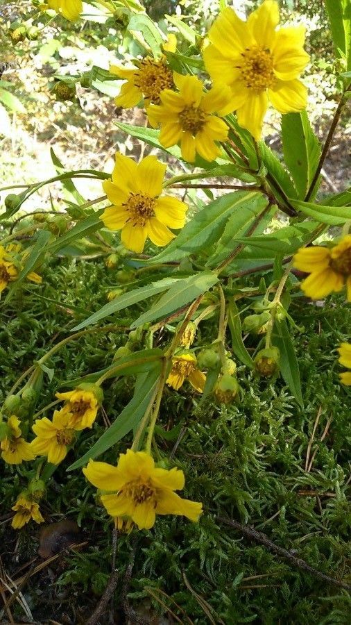 Nigella
