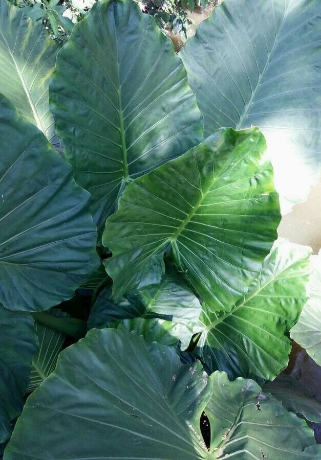 Alocasia