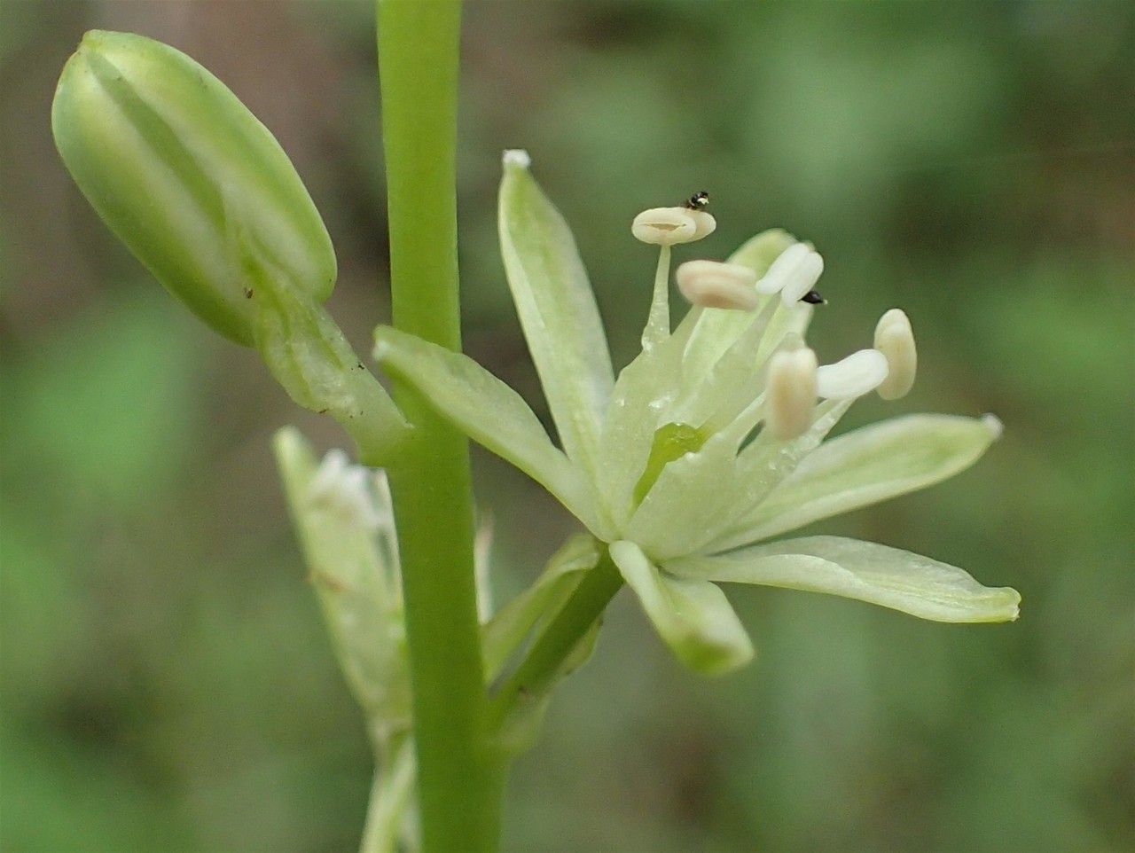 Ornithogalum Dubium