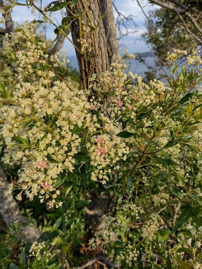Festival Bush