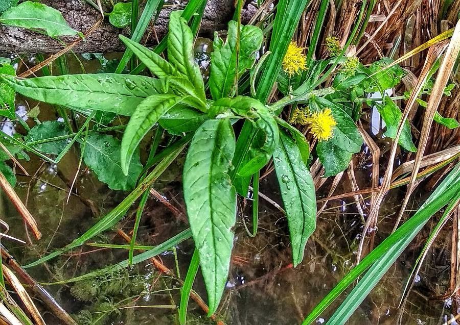 Greens Australian Assorted Lysmachia