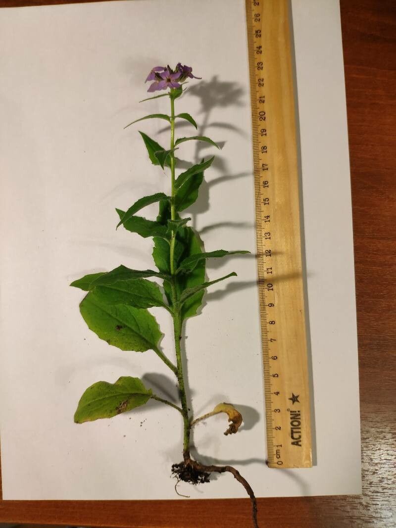 Lunaria (Money Plant) Dried