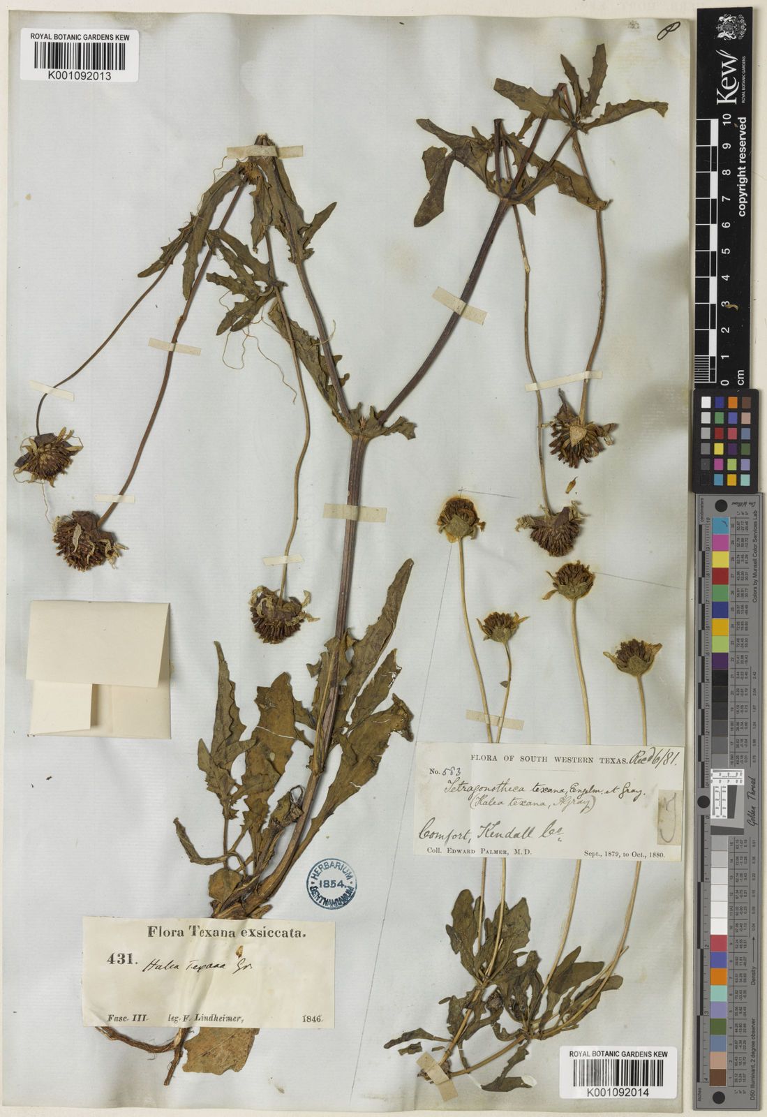 Hala Foliage Lysmachia