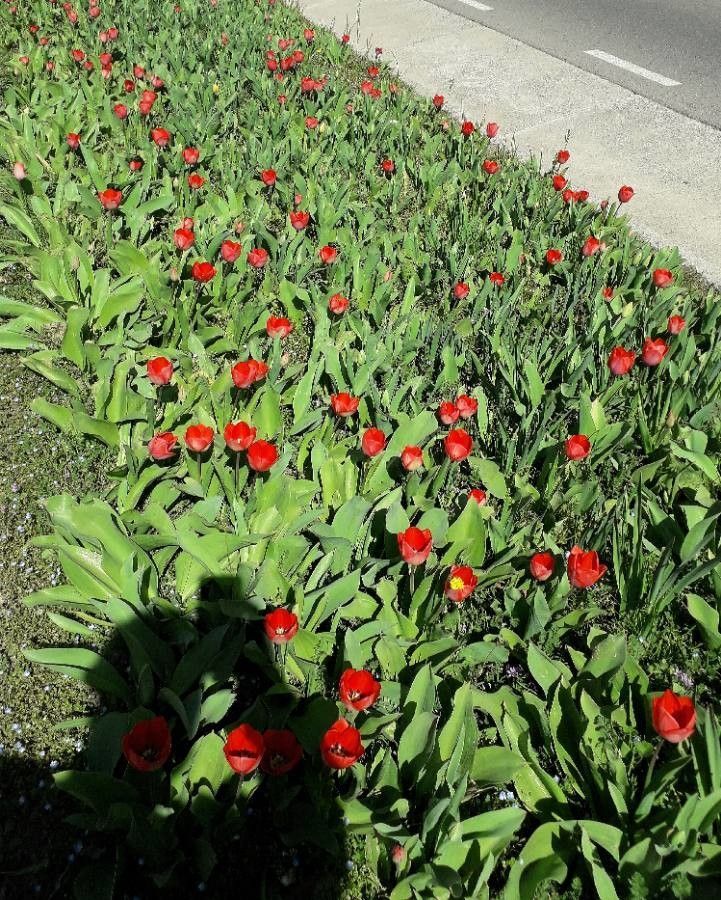 Pokeweed Tulip Assorted Varieties