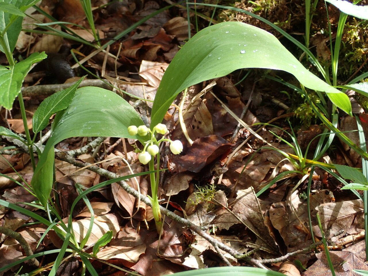 Lily Of The Valley