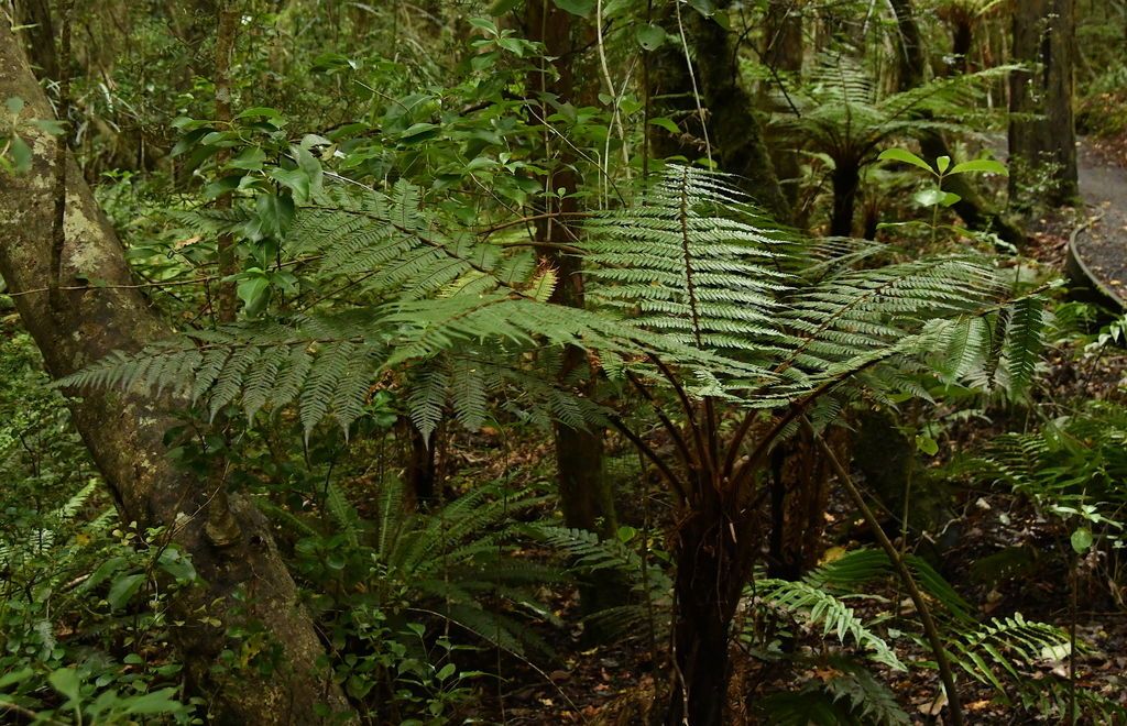 Tree Fern