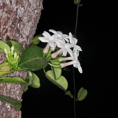 Passion Vine Stephanotis Vine Box