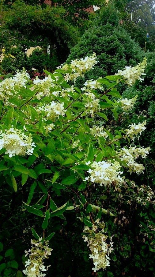 Hydrangea Olive Branches