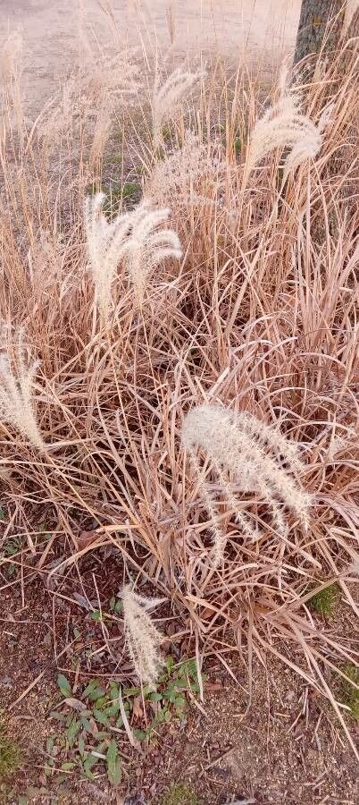 Orlaya Steel Grass