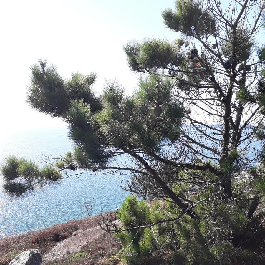 Curly Pine