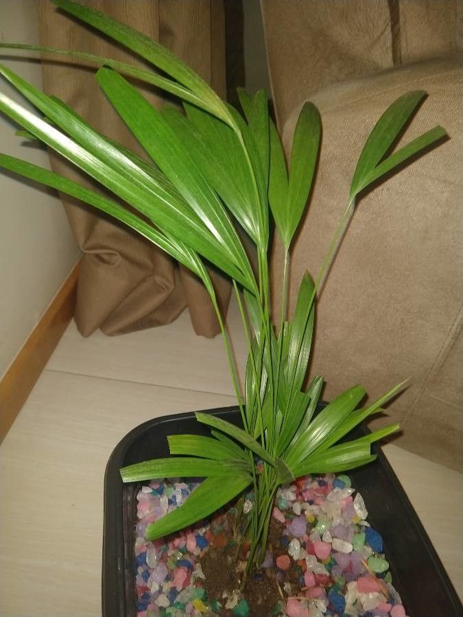 Areca Palm China Berries