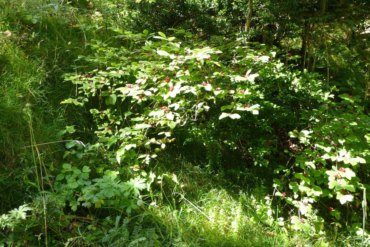 Honeysuckle Vine Mossy Branches