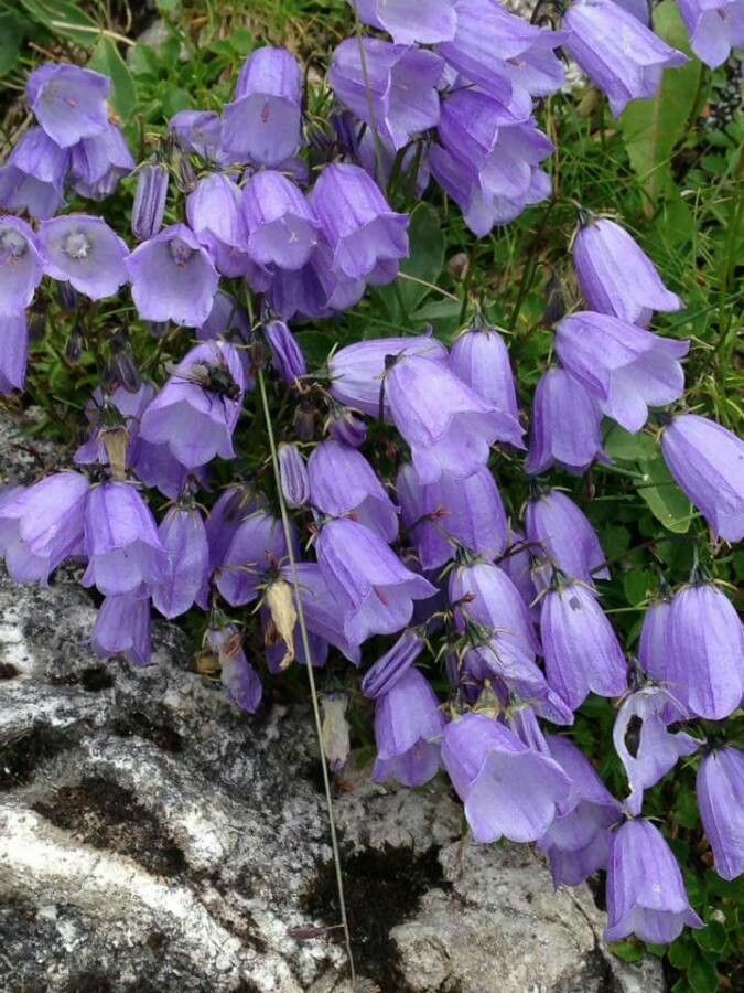 Campanula