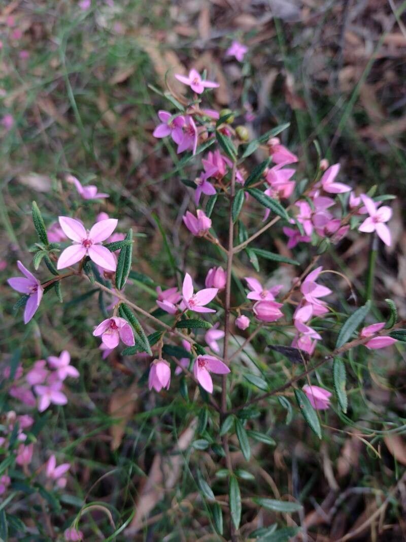 Boronia Hot Dianthus Assorted