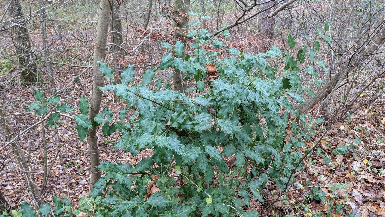 Ilex