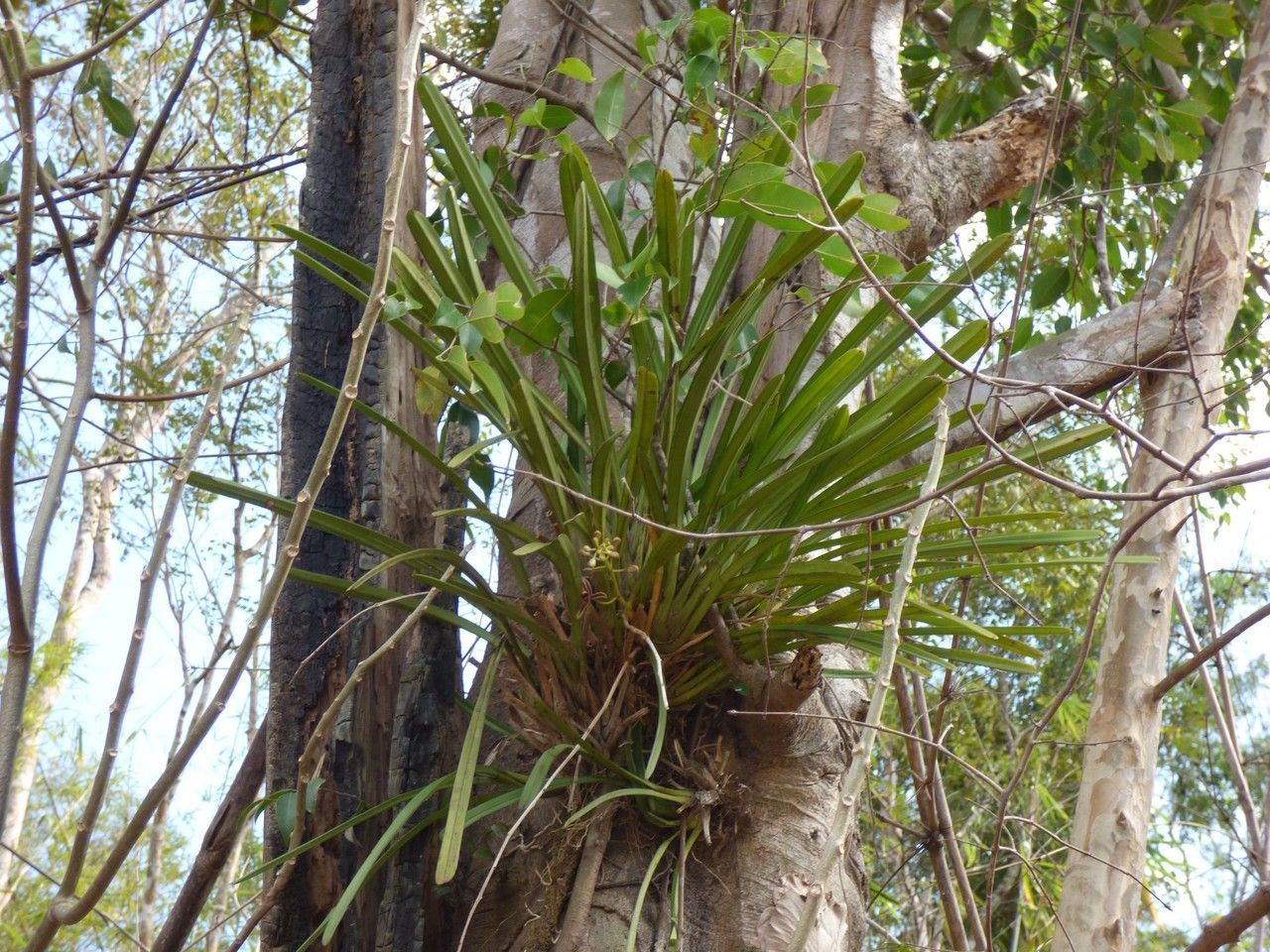 Cymbidium (Cymbidium Sw.) - Orchid - Available year-round