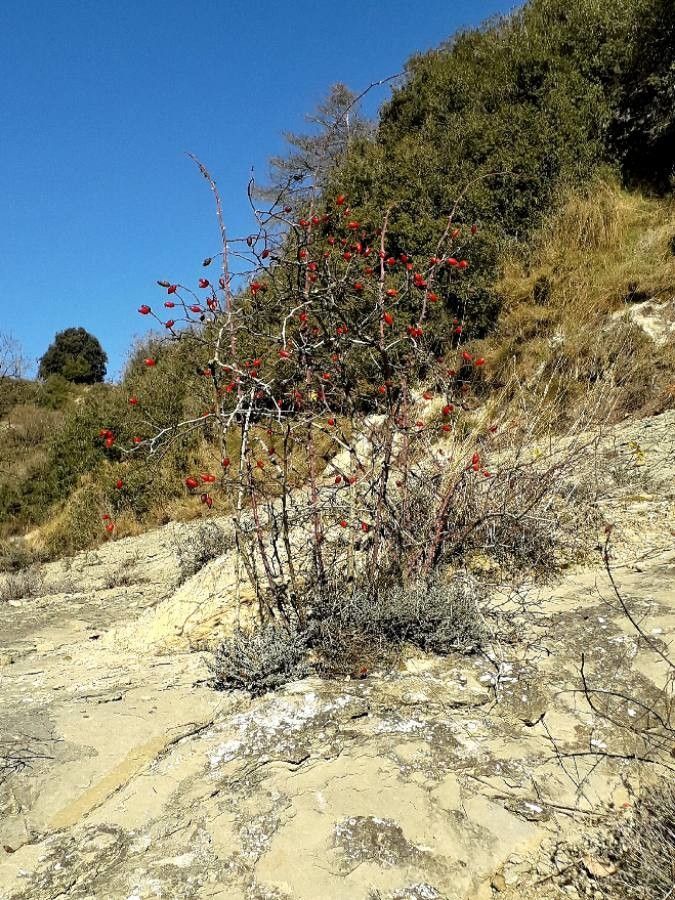 Ornathagalum Arabicum Long Spray Rose