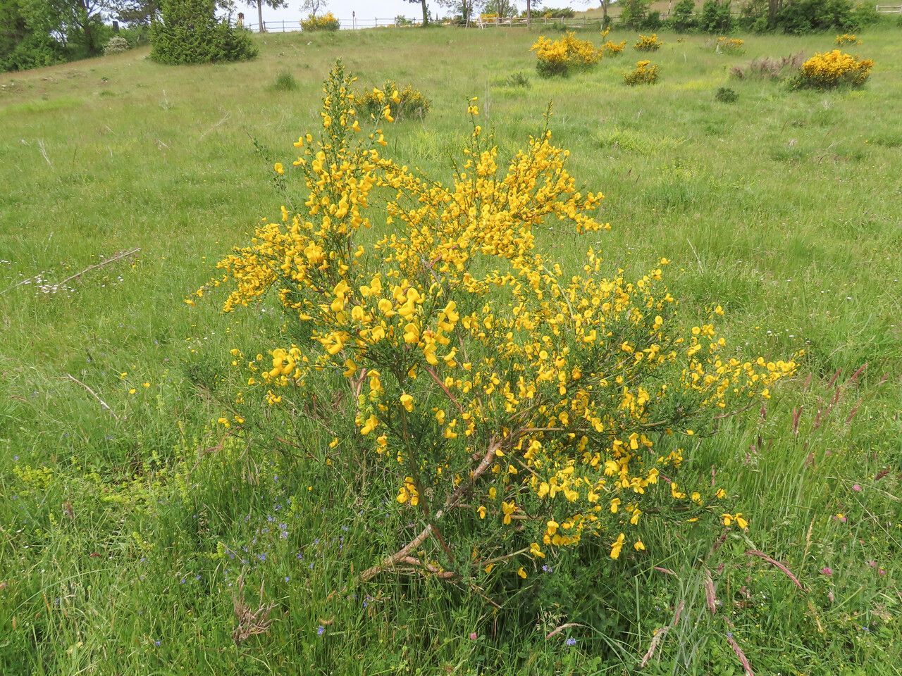 Mossy Branches Medium Scotch Broom