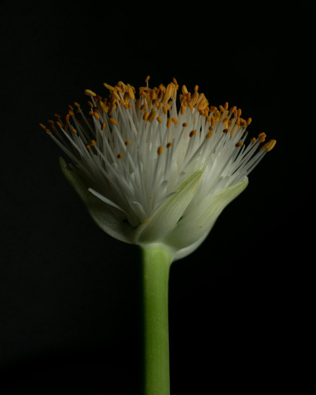 Pineapple Trachyllium