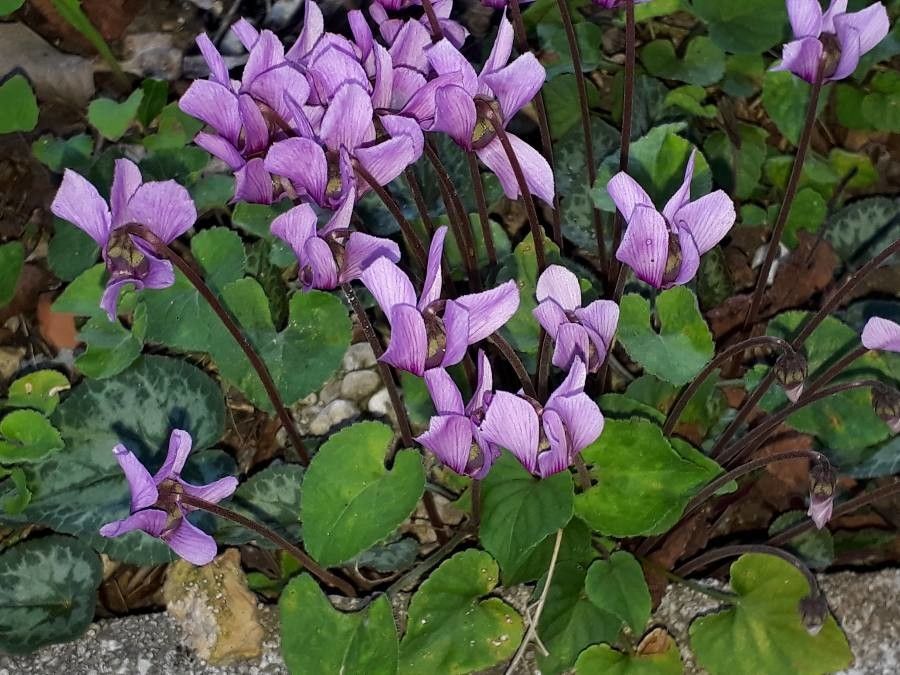 Bamboo - Lucky Short (10") Cyclamen