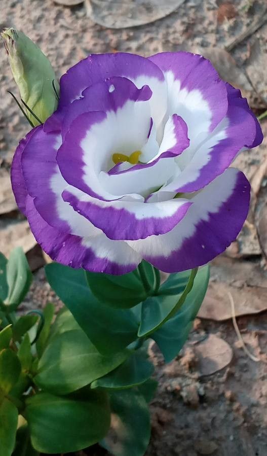 Mist Lisianthus
