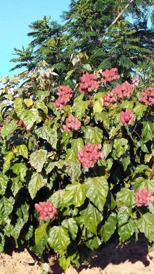 Lipstick Pod ( Bixa Orellana )