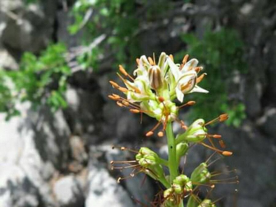 Eremerus Hypericum Assorted