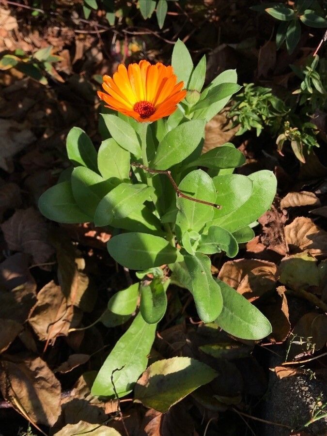Calendula