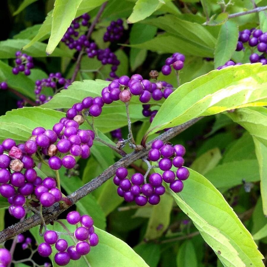 Callicarpa