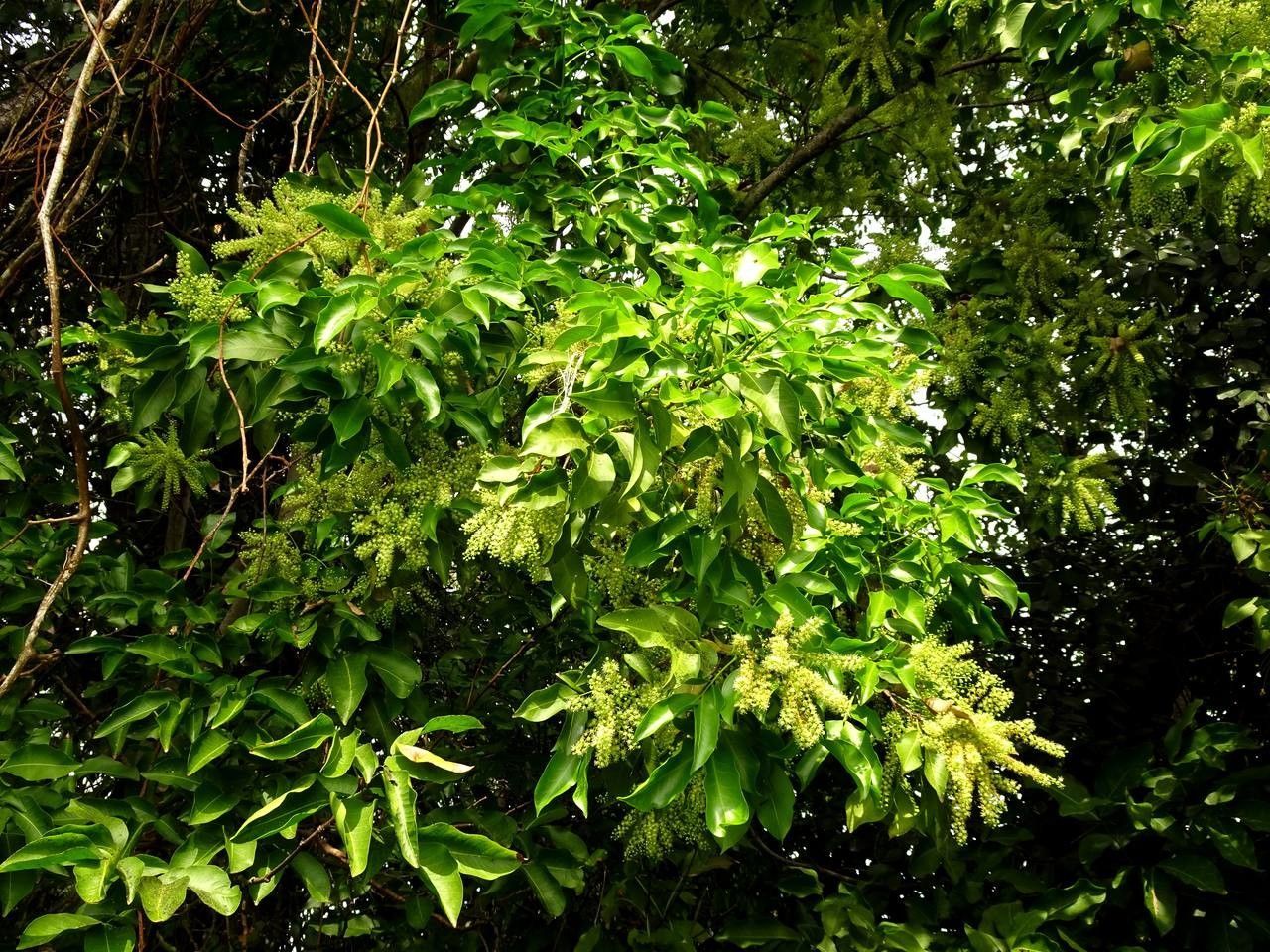 Tree Or