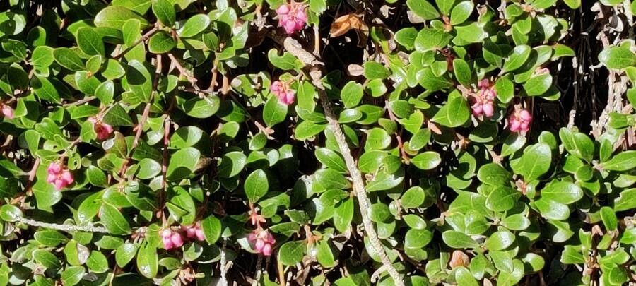 Greens Chilean Assorted Manzanita Branches