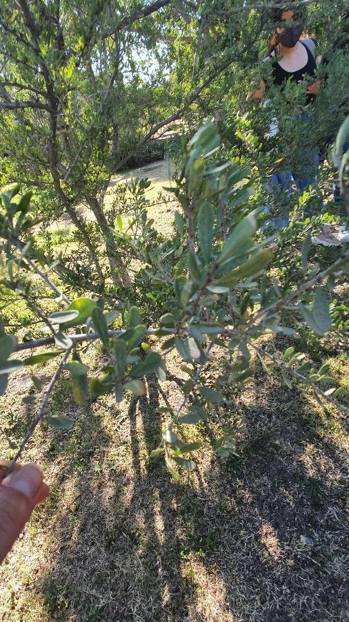 Pepperberry, Immature