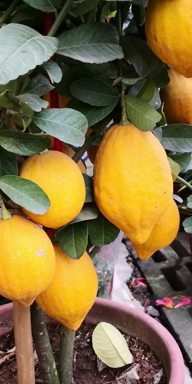 Lemon Leaf