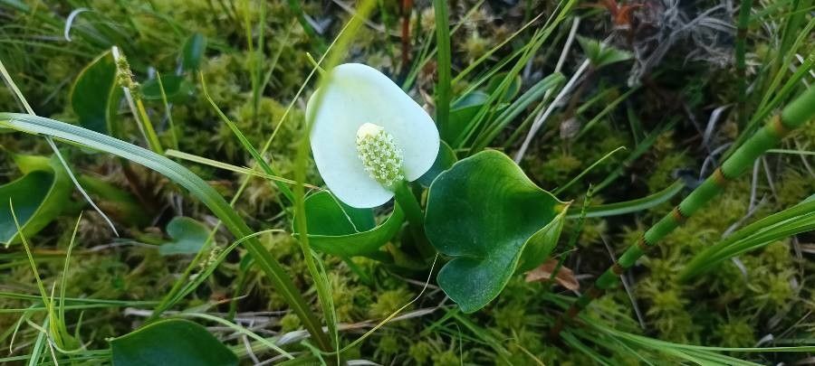 Calla Lily Love