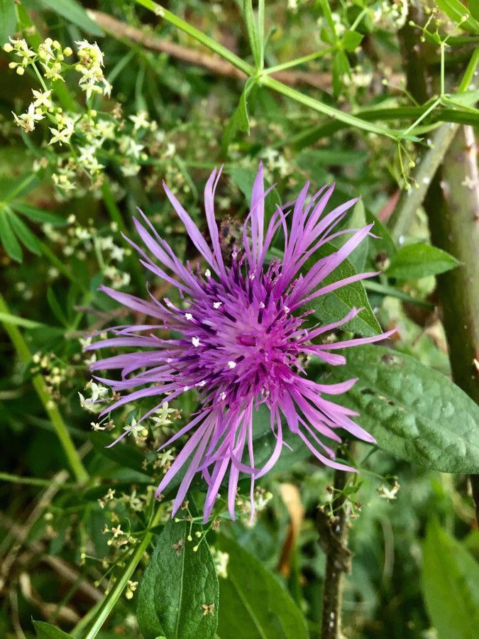 Aster Matsumoto Cornflower