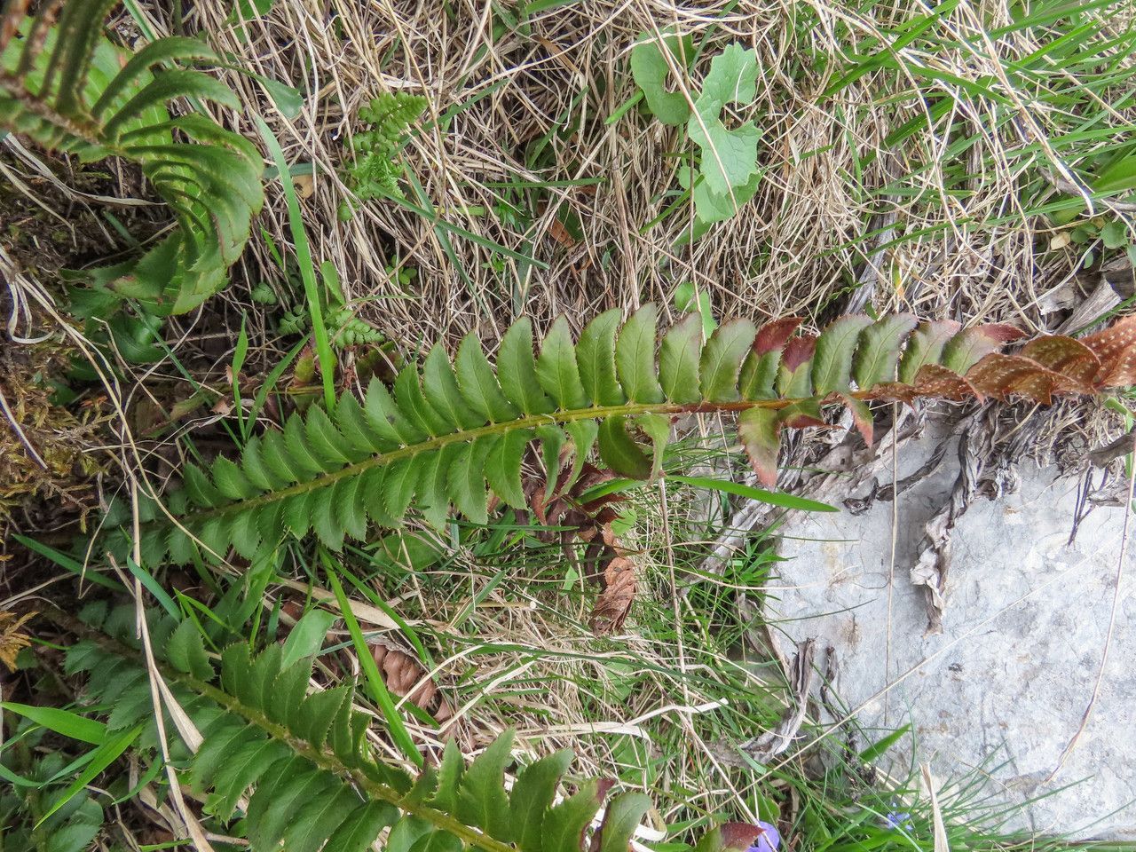 Mossy Branches Sea Star Fern